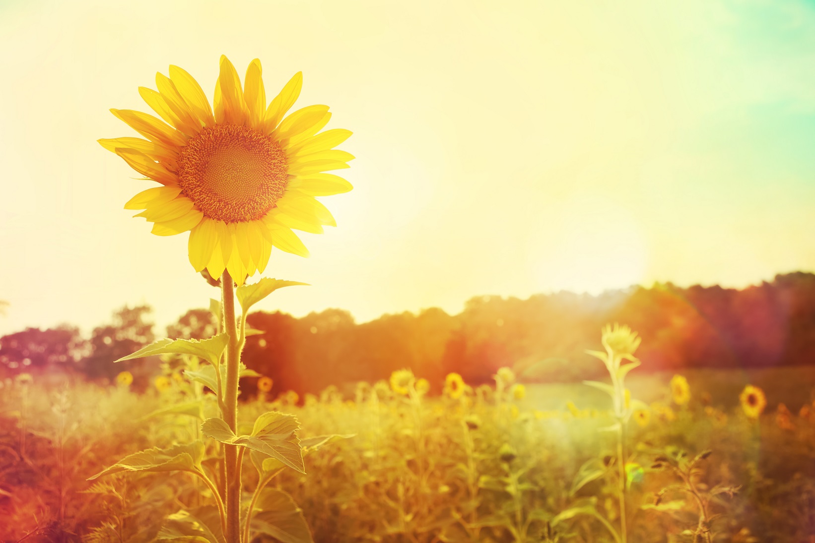 Zonnebrand : hoe kan je het voorkomen?